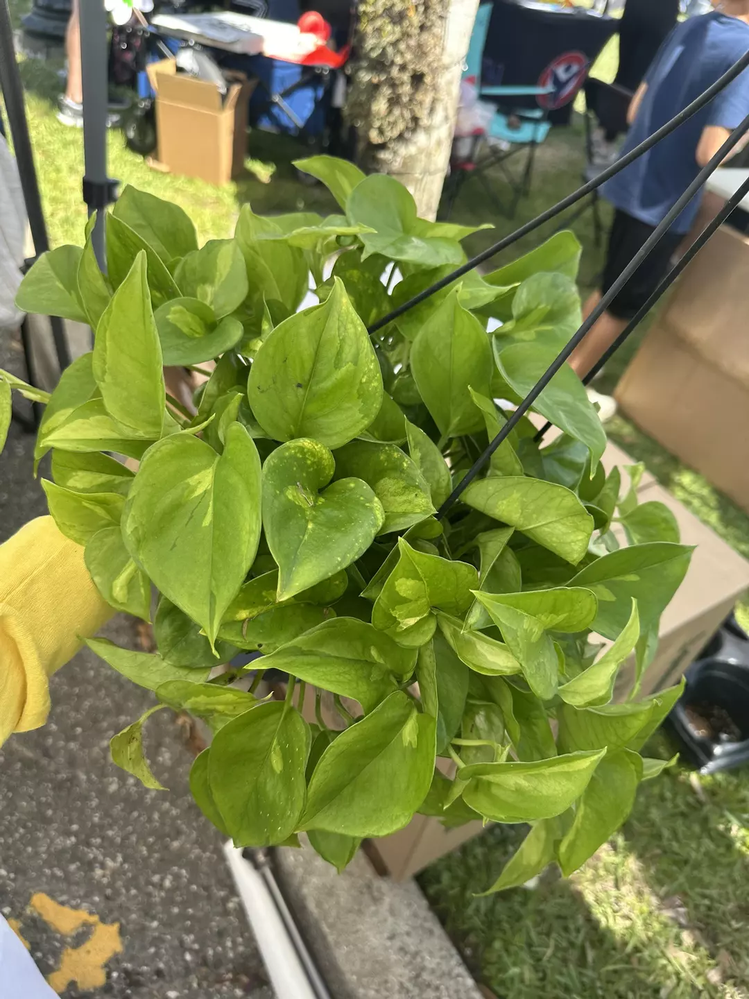 Global Green Pothos 8” pot thumbnail