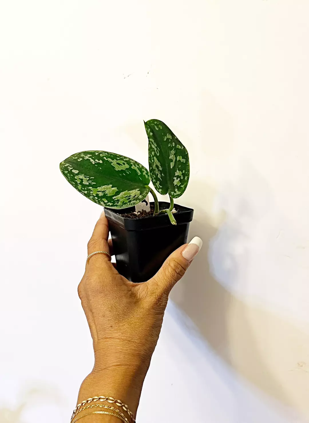 🎋 Scindapsus Tricolor thumbnail