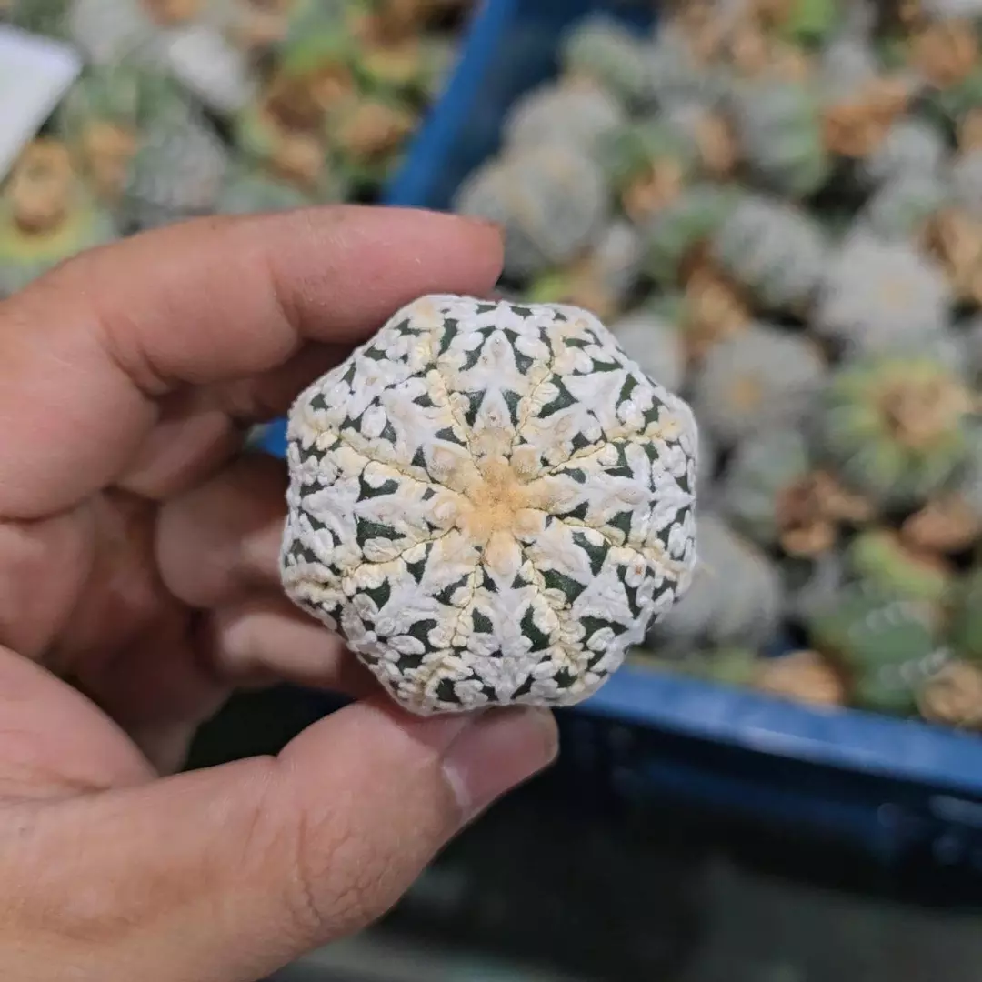 Astrophytum Vtype 1.5 to 2 in pot FRESHLY IMPORTED  thumbnail