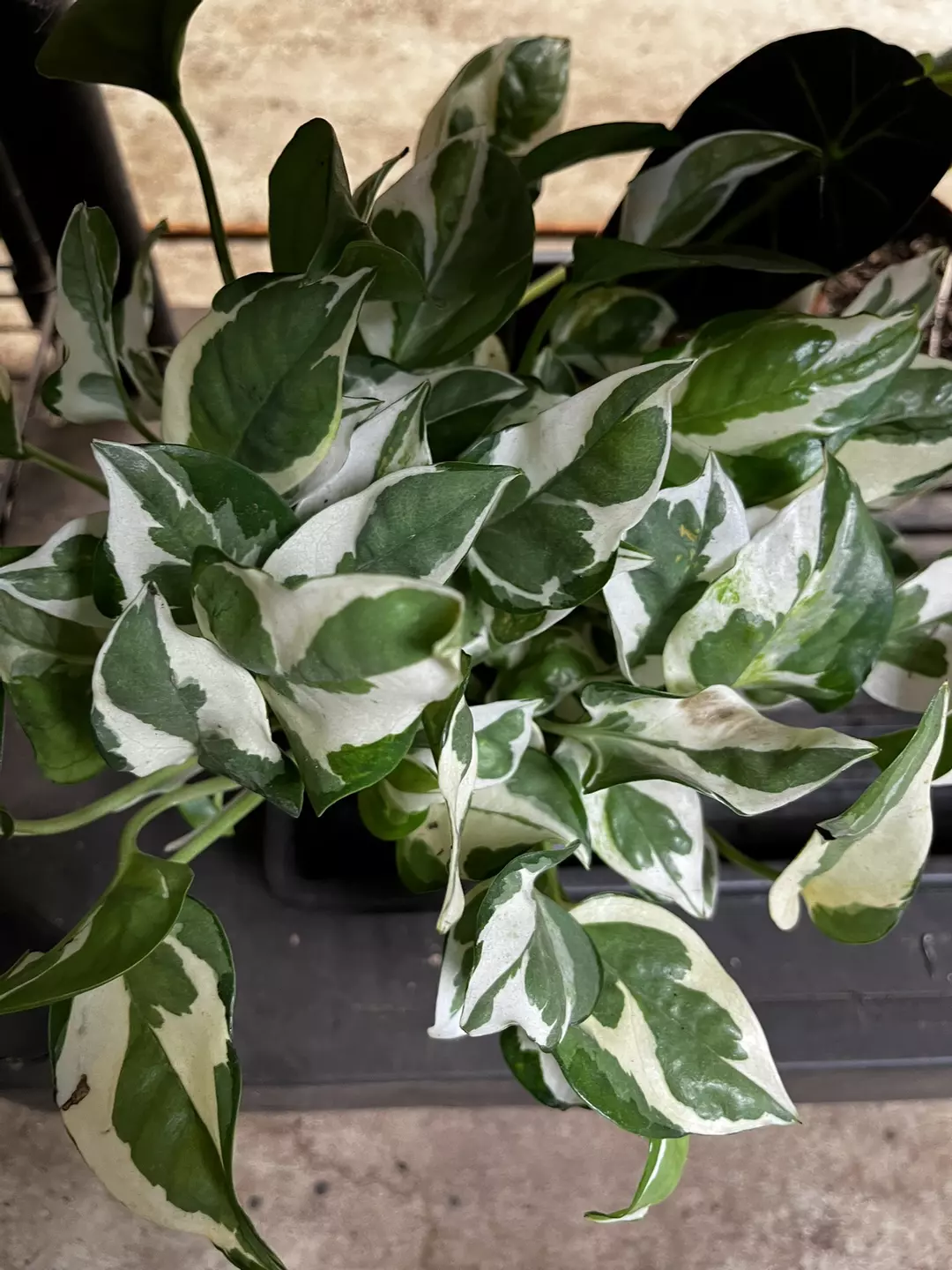 N joy pothos thumbnail