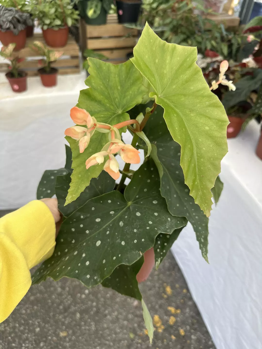 Angel wing begonia Harmony’s Spellbound 6” pot thumbnail