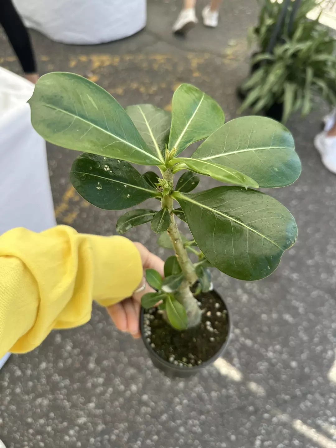 Red desert rose 4” pot exact plant thumbnail