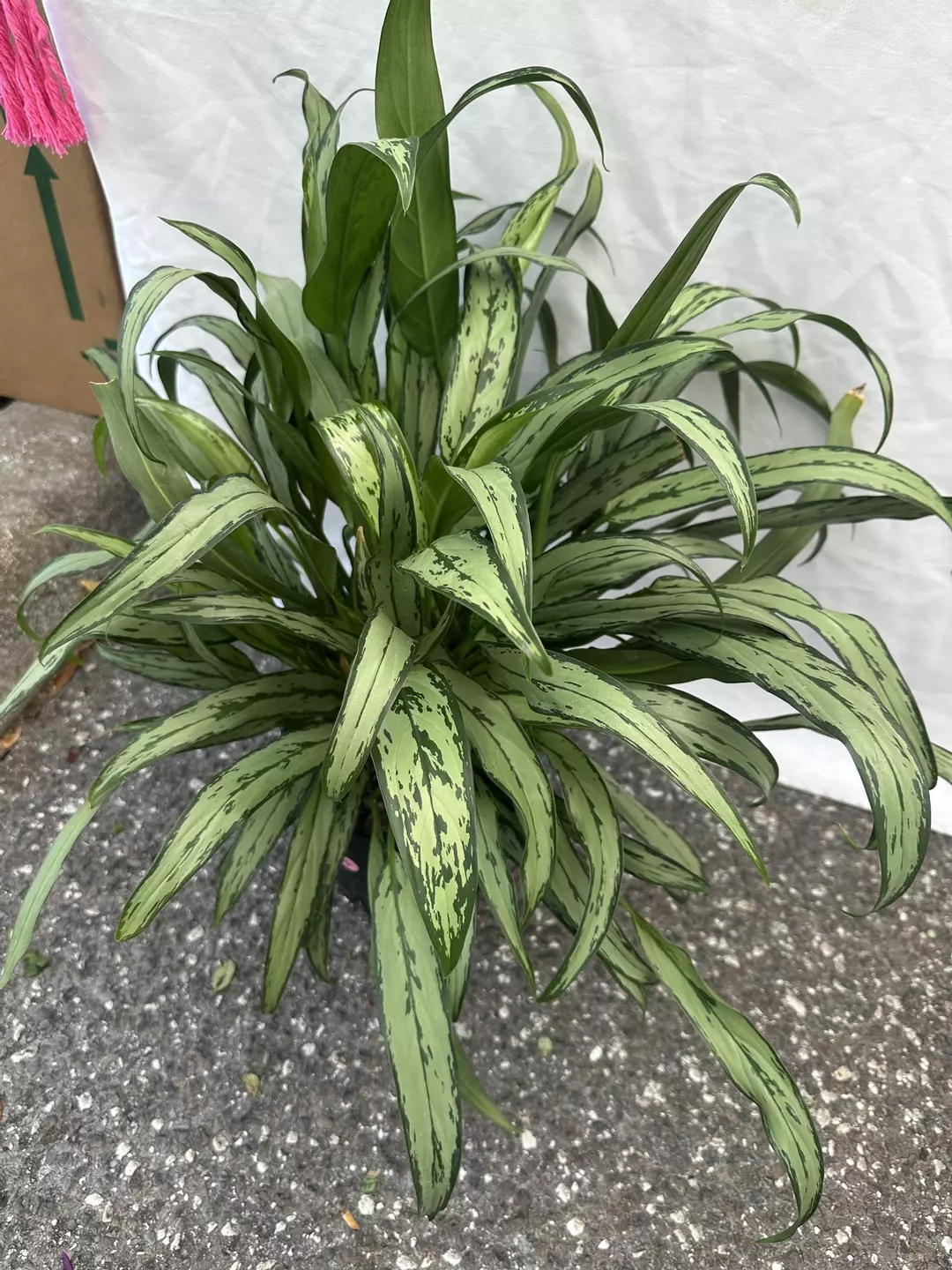 Aglaonema cutlass 8” pot thumbnail