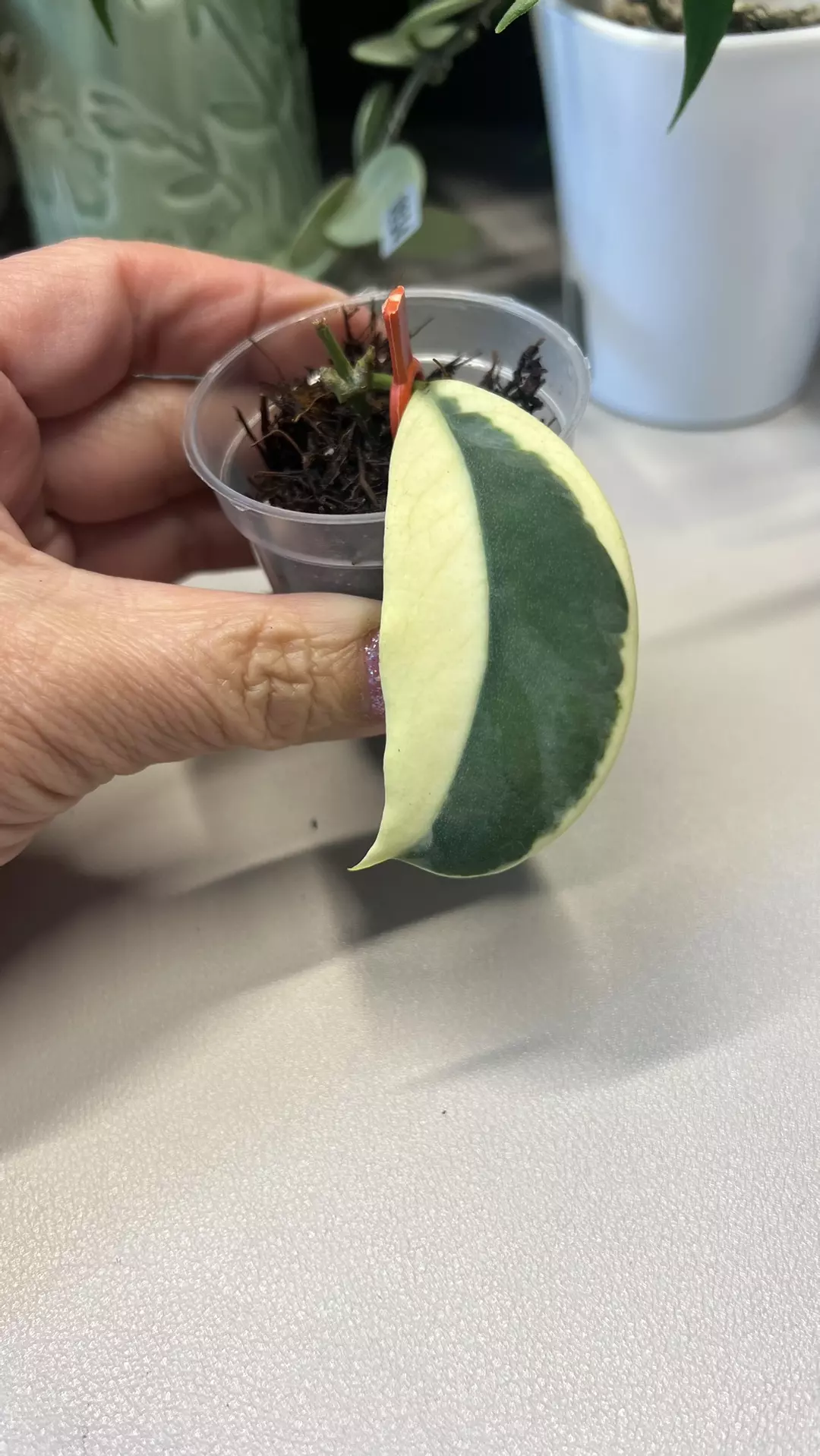 0048 Hoya Pimenteliana Outer Variegated FRESH CUT 4/5 thumbnail