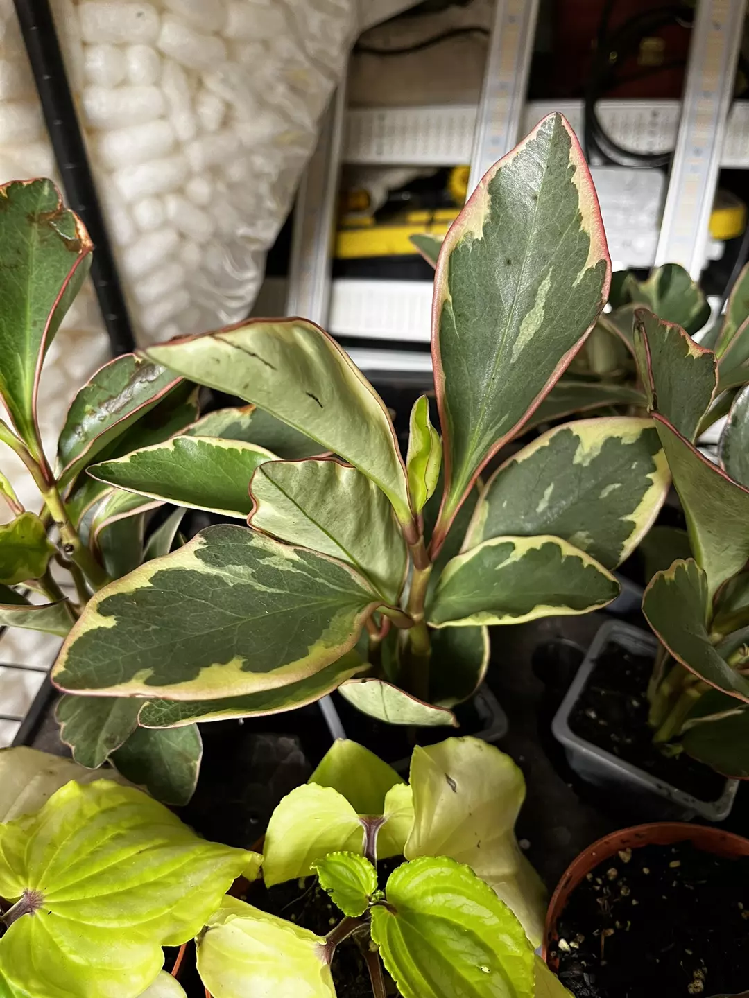 Pepperomia Ginny thumbnail