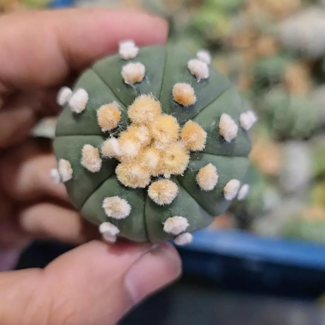Astrophytum Ooibo 1.5 to 2 in pot FRESHLY IMPORTED  thumbnail