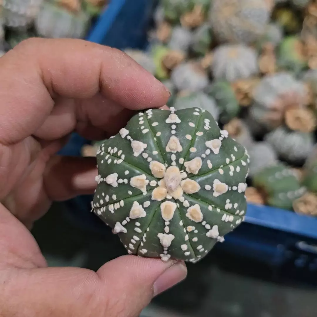 Astrophytum Vtype 1.5 to 2 in pot FRESHLY IMPORTED  thumbnail