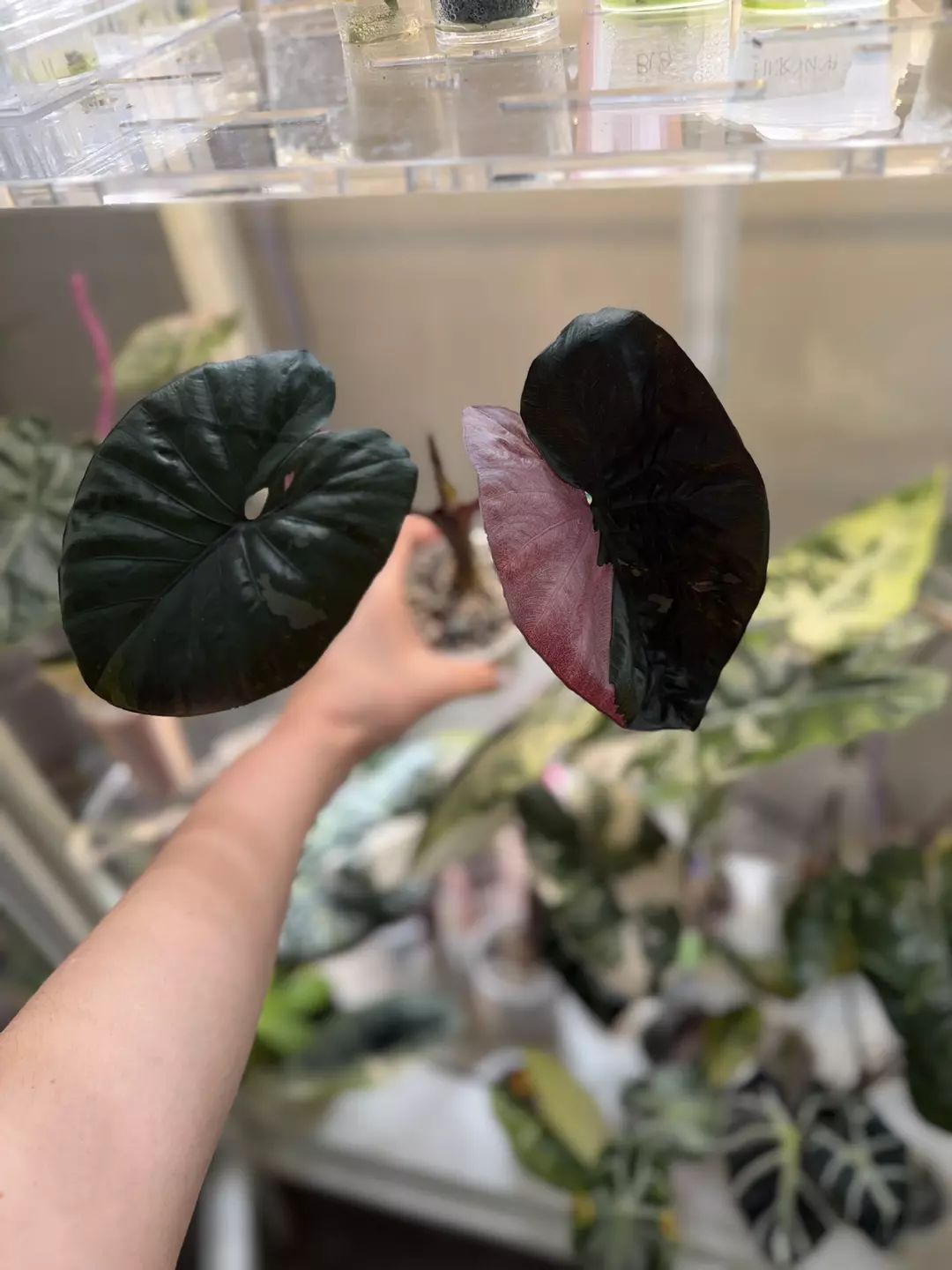 Alocasia Pink Serendipity thumbnail
