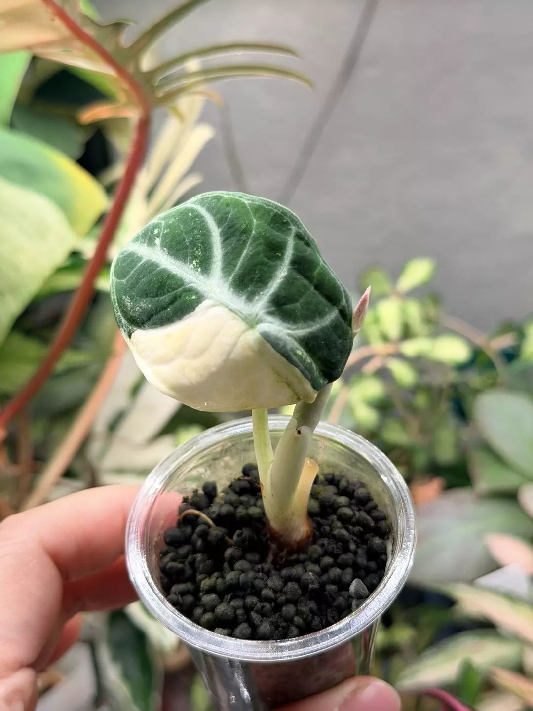 Ninja Albo Corm Grown Pup, mama pic 2,Incoming New leaf is also variegated thumbnail