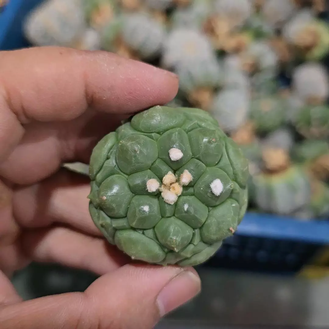 Astrophytum Kikko 1.5 to 2 in pot FRESHLY IMPORTED  thumbnail