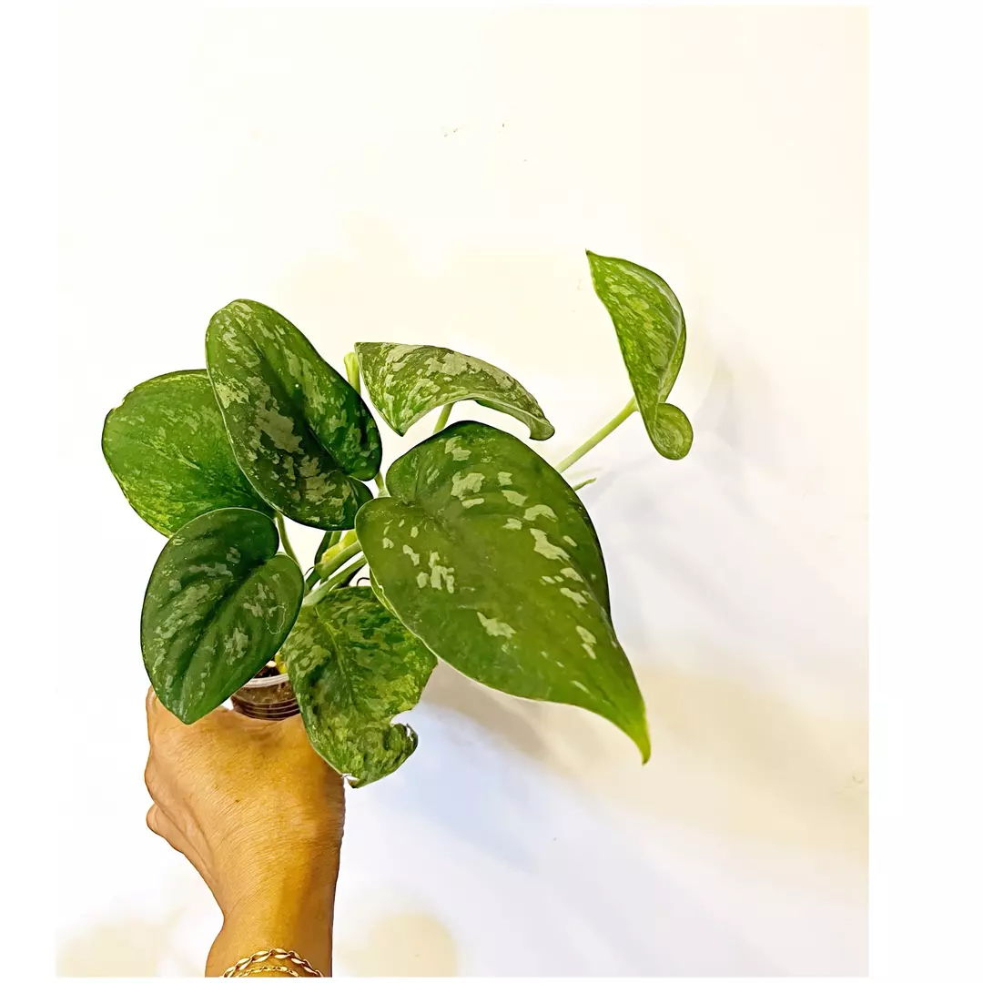 🎋Scindapsus Green Army thumbnail