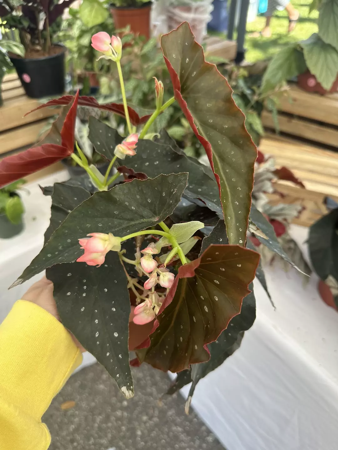 Angel wing begonia Harmony’s Dark Sorcery 6” pot thumbnail