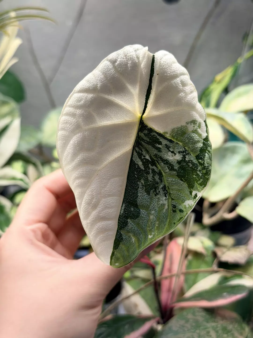 Melo albo teen mama size thumbnail