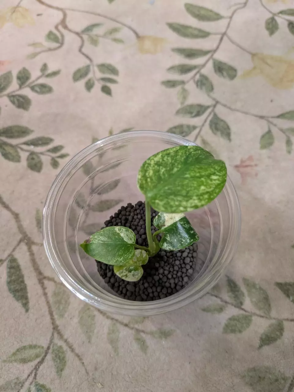 Monstera White Monster Start 4" thumbnail