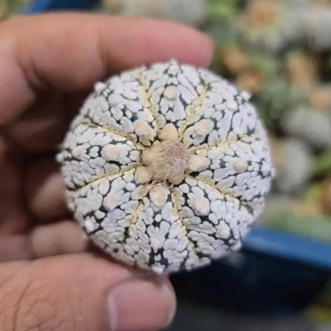 Astrophytum Super Kaputo 1.5 to 2 in pot FRESHLY IMPORTED  thumbnail