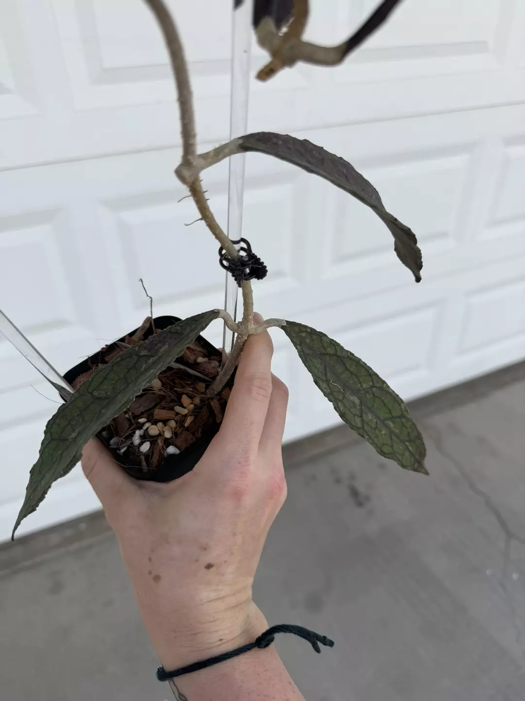 Hoya Clemensiorum Black Fresh Cut 2 leaf  thumbnail