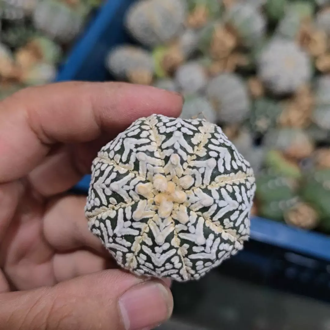 Astrophytum Vtype 1.5 to 2 in pot FRESHLY IMPORTED  thumbnail