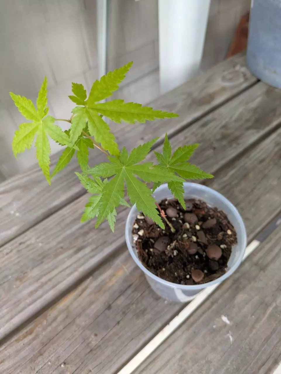 Japanese Maple Acer Sapling 4" Start thumbnail