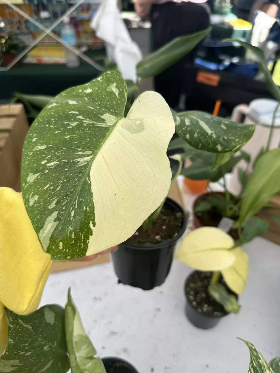Monstera Thai constellation 4”‘pot exact plant  thumbnail