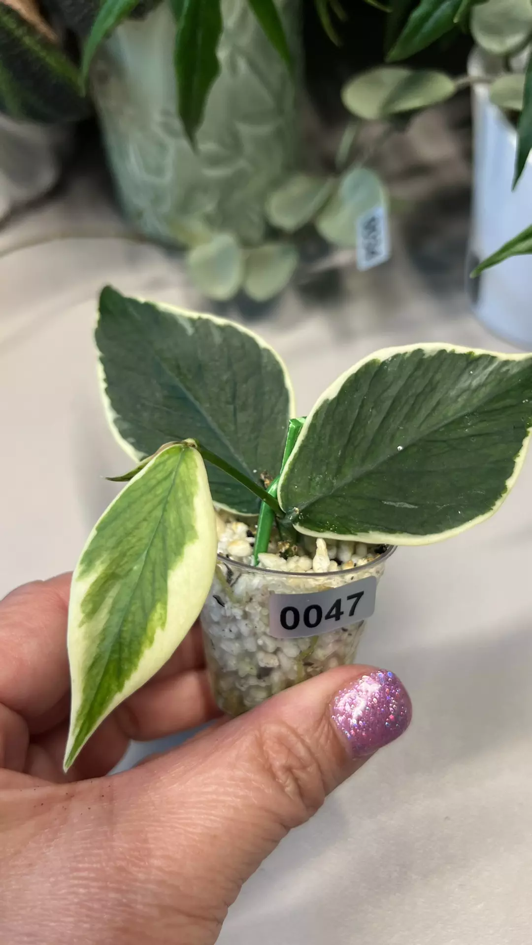 0047 Hoya Polyneura Albo thumbnail