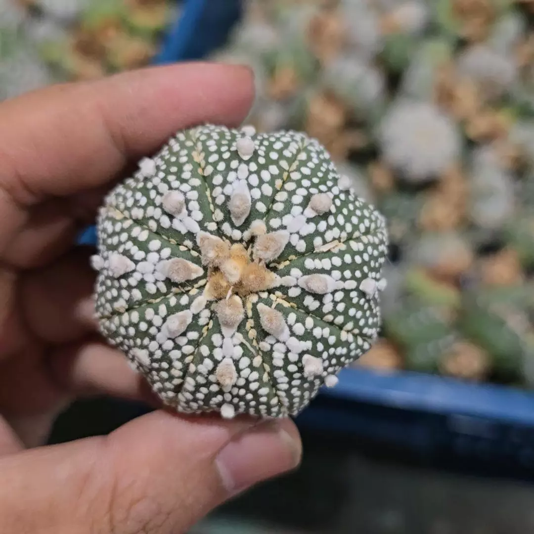 Astrophytum Miracle 1.5 to 2 in pot FRESHLY IMPORTED  thumbnail