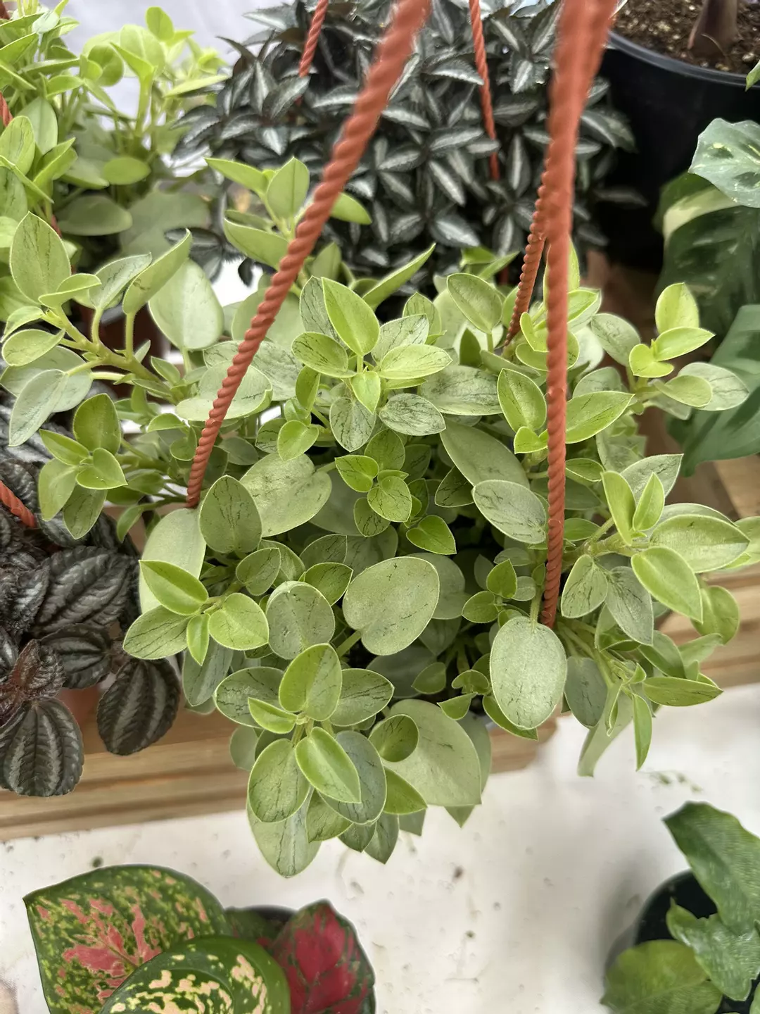 Peperomia pixie lime 6” pot thumbnail