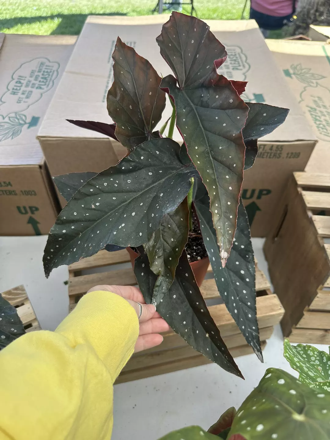 Angel wing begonia Harmony’s Dark Knight 6” pot thumbnail