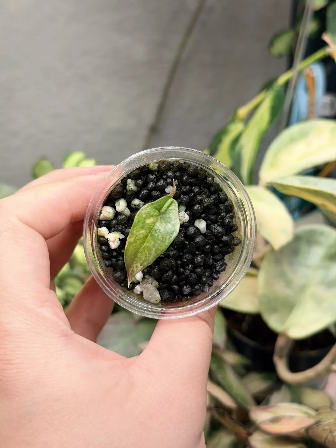 Metallic blue Aurea corm grown pup thumbnail