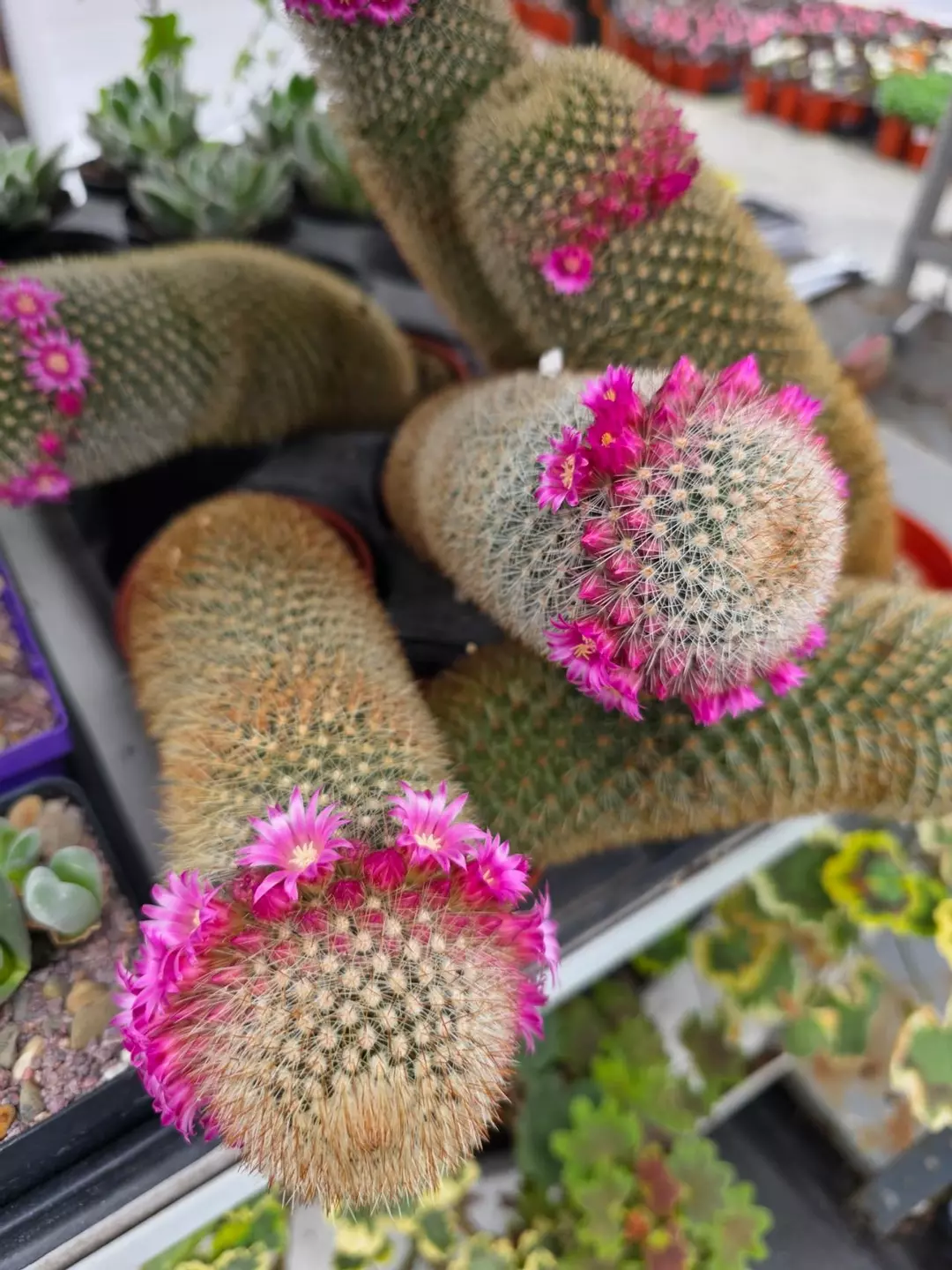 GC HUGE Thumb Cactus thumbnail