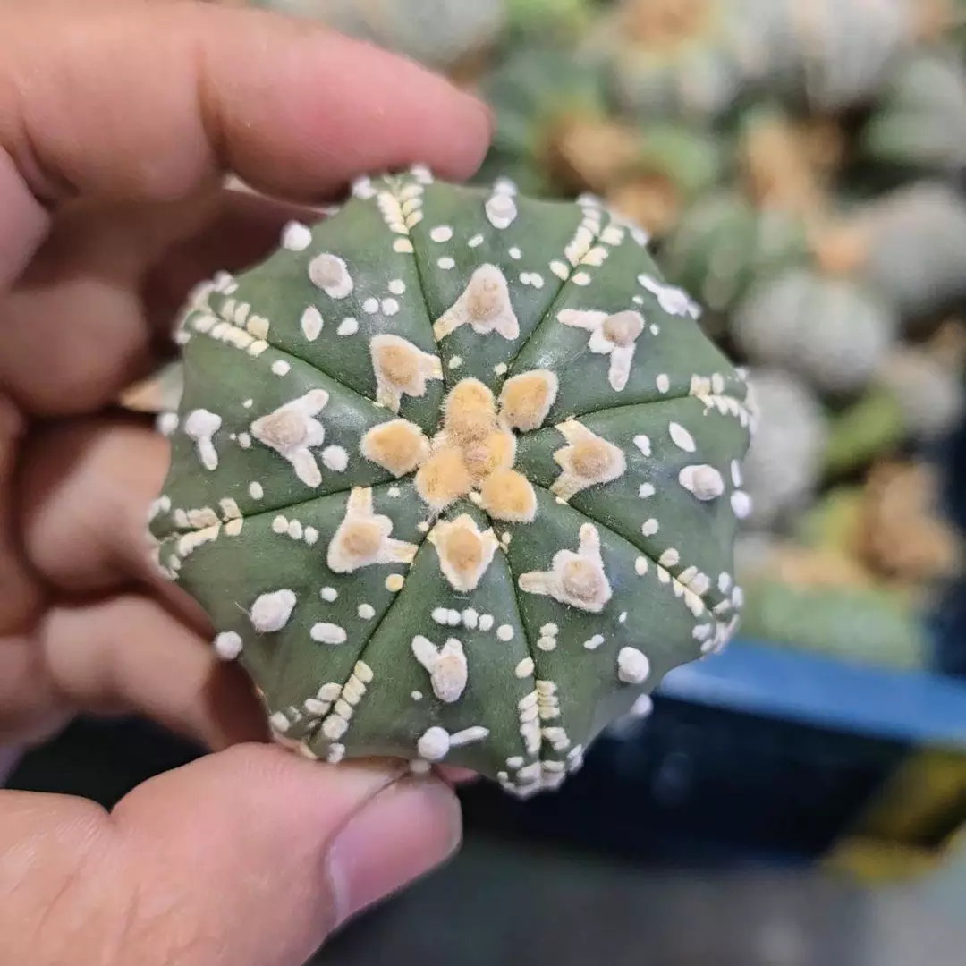 Astrophytum Vtype 1.5 to 2 in pot FRESHLY IMPORTED  thumbnail