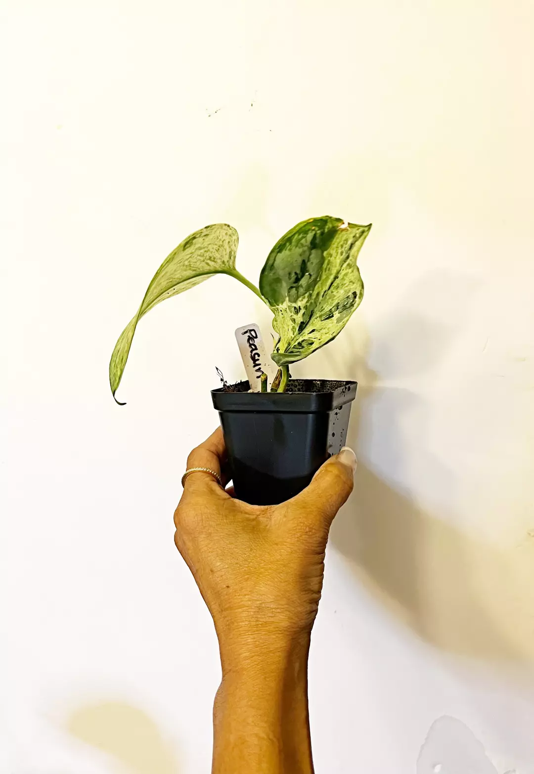 🎋Scindapsus Peasun thumbnail