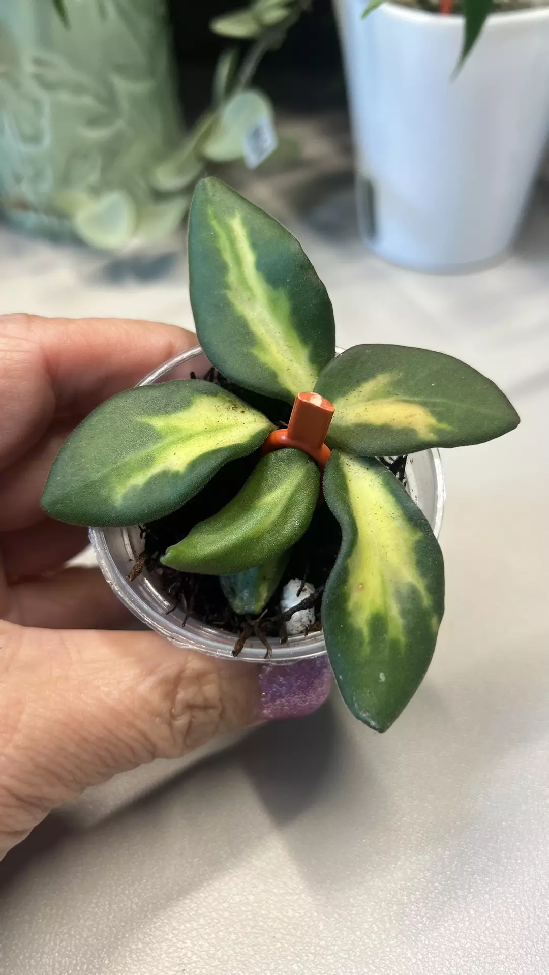0049 Hoya aff Burtoniae FRESH CUT 4/5  thumbnail