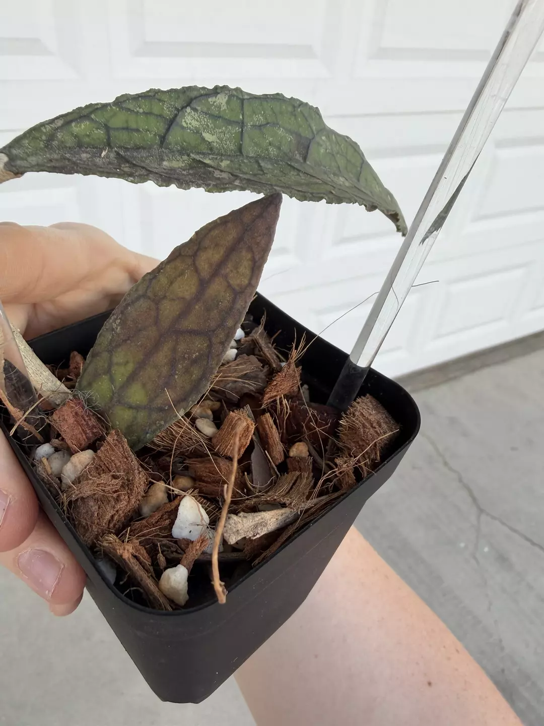 Hoya Clemensiorum Black 1 leaf butt thumbnail