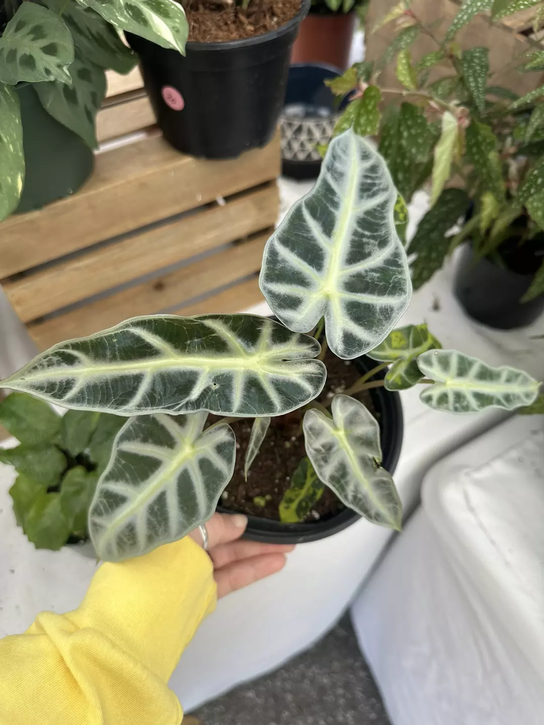Alocasia bambino 6” pot thumbnail