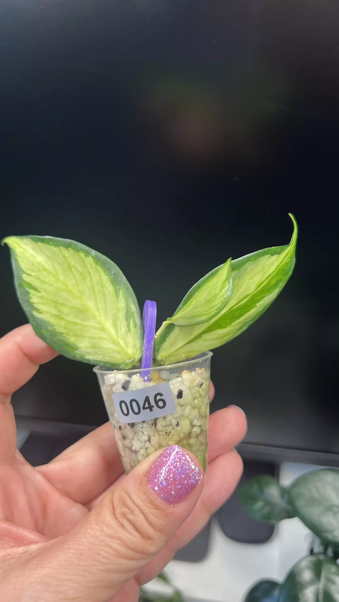 0046 Hoya Polyneura Inner Variegated  thumbnail