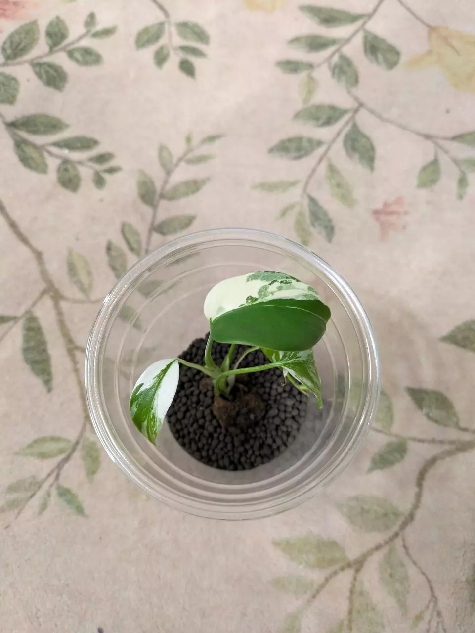 Monstera Albo Start 4" thumbnail