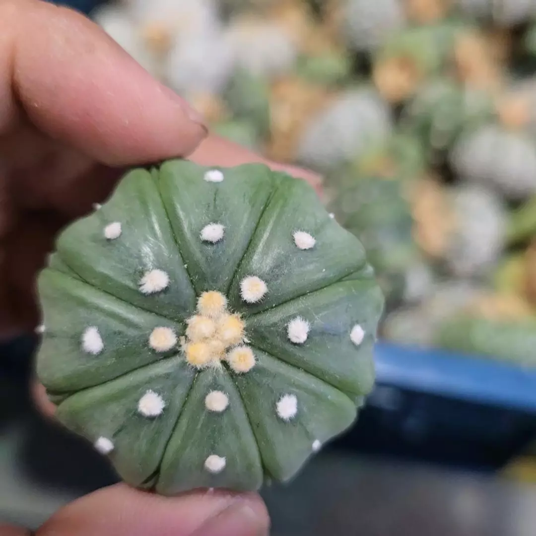 Astrophytum Vtype 1.5 to 2 in pot FRESHLY IMPORTED  thumbnail