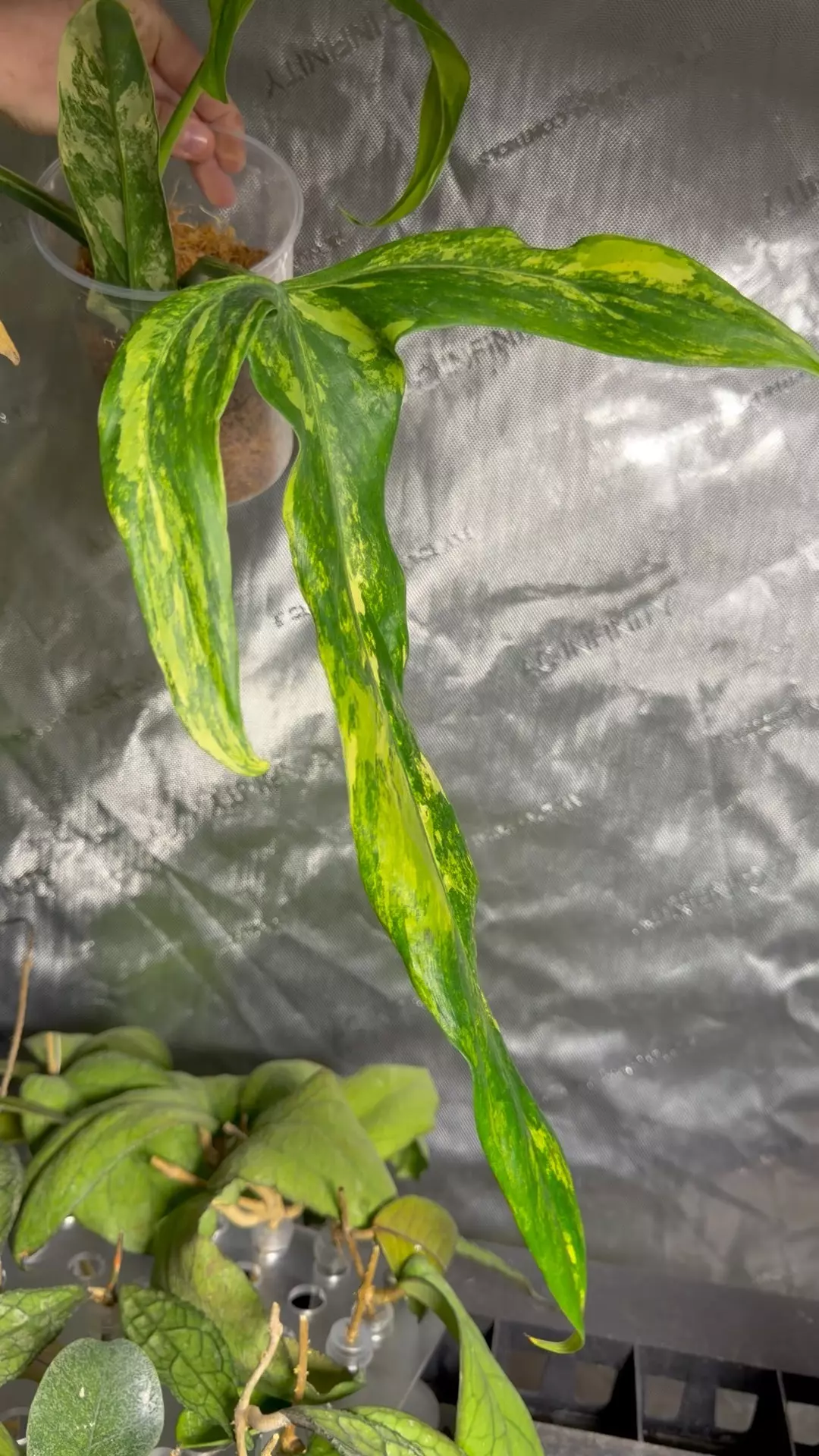 Philodendron holtonianum Variegated  thumbnail