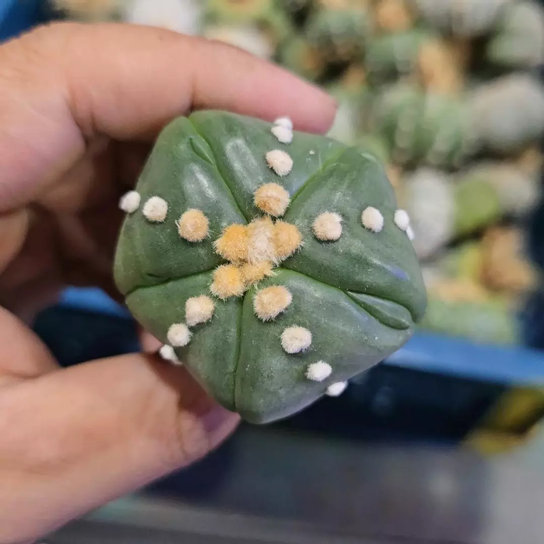 Astrophytum Fukuryu 1.5 to 2 in pot FRESHLY IMPORTED  thumbnail