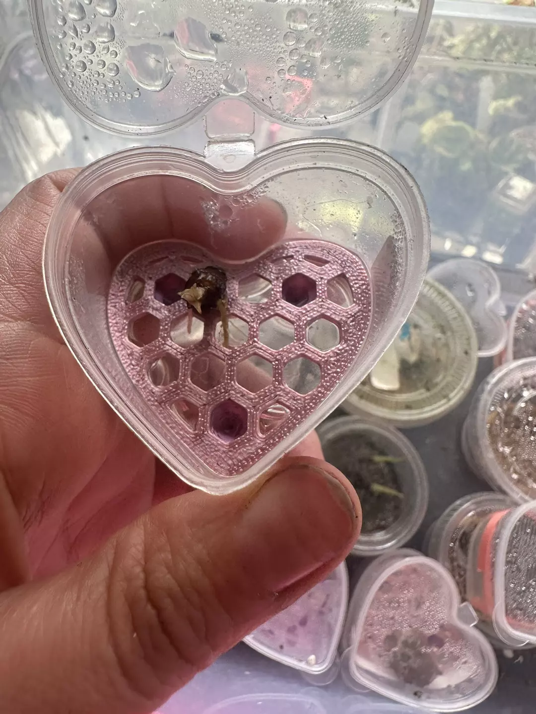 Calidora x Flamingo x Infernalis thumbnail