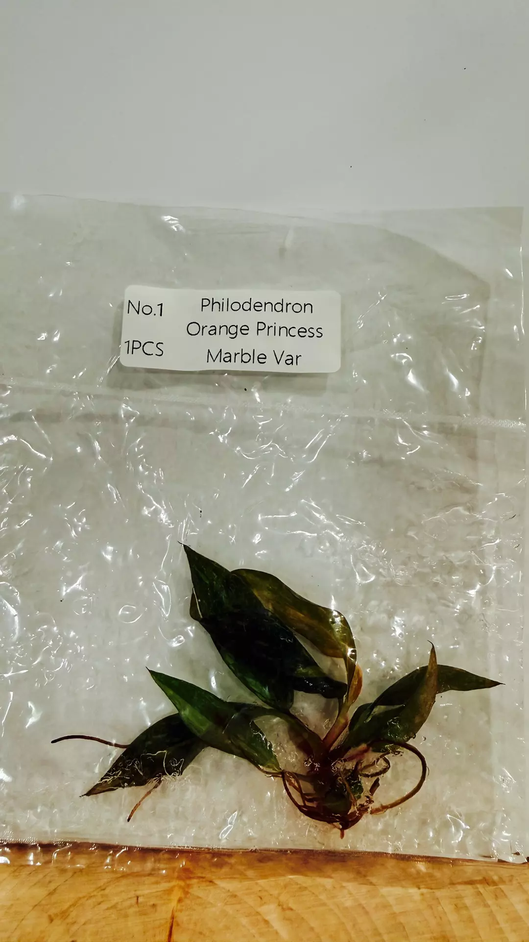 Philodendron orange princess marble thumbnail