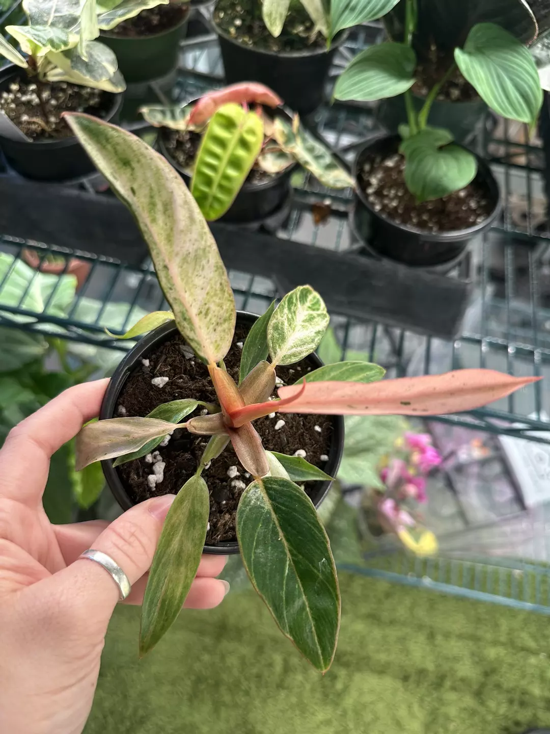 Philodendron strawberry marble 4” pot thumbnail