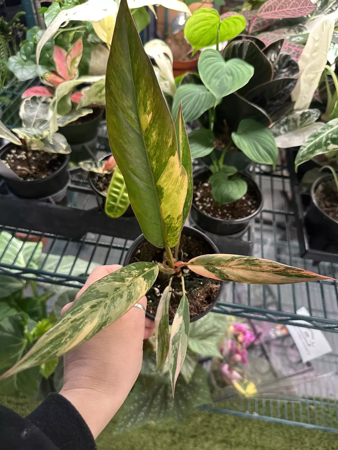 Philodendron caramel marble 4” pot exact plant  thumbnail