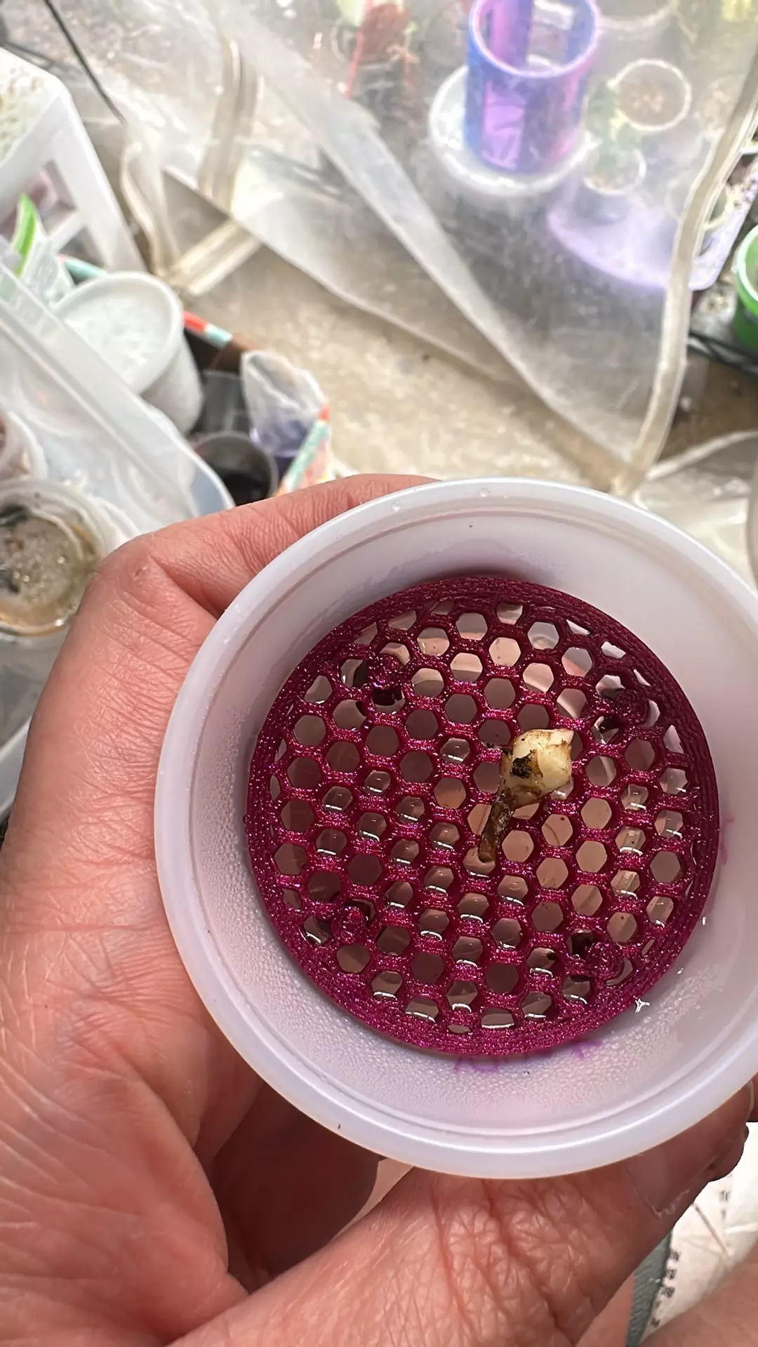 Pink Pseudo Corm thumbnail