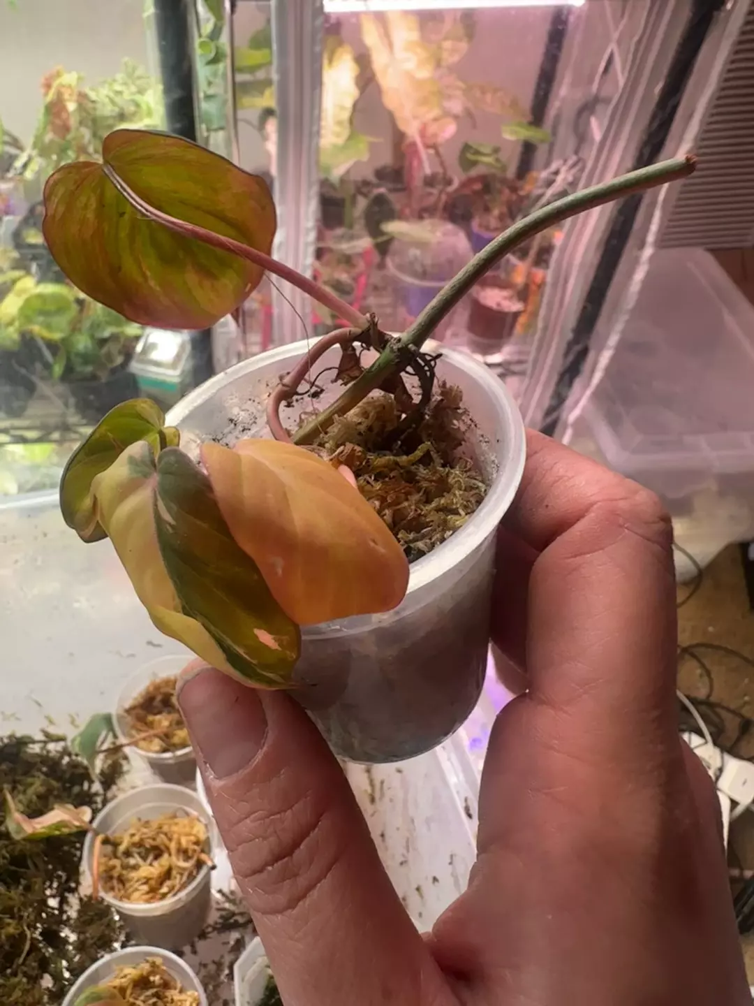 Pink Ferrari Micans thumbnail