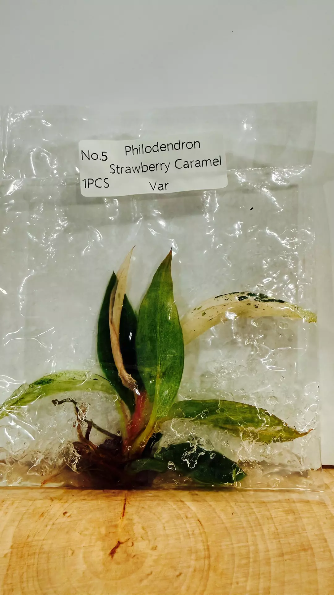 Philodendron Strawberry Carmel thumbnail