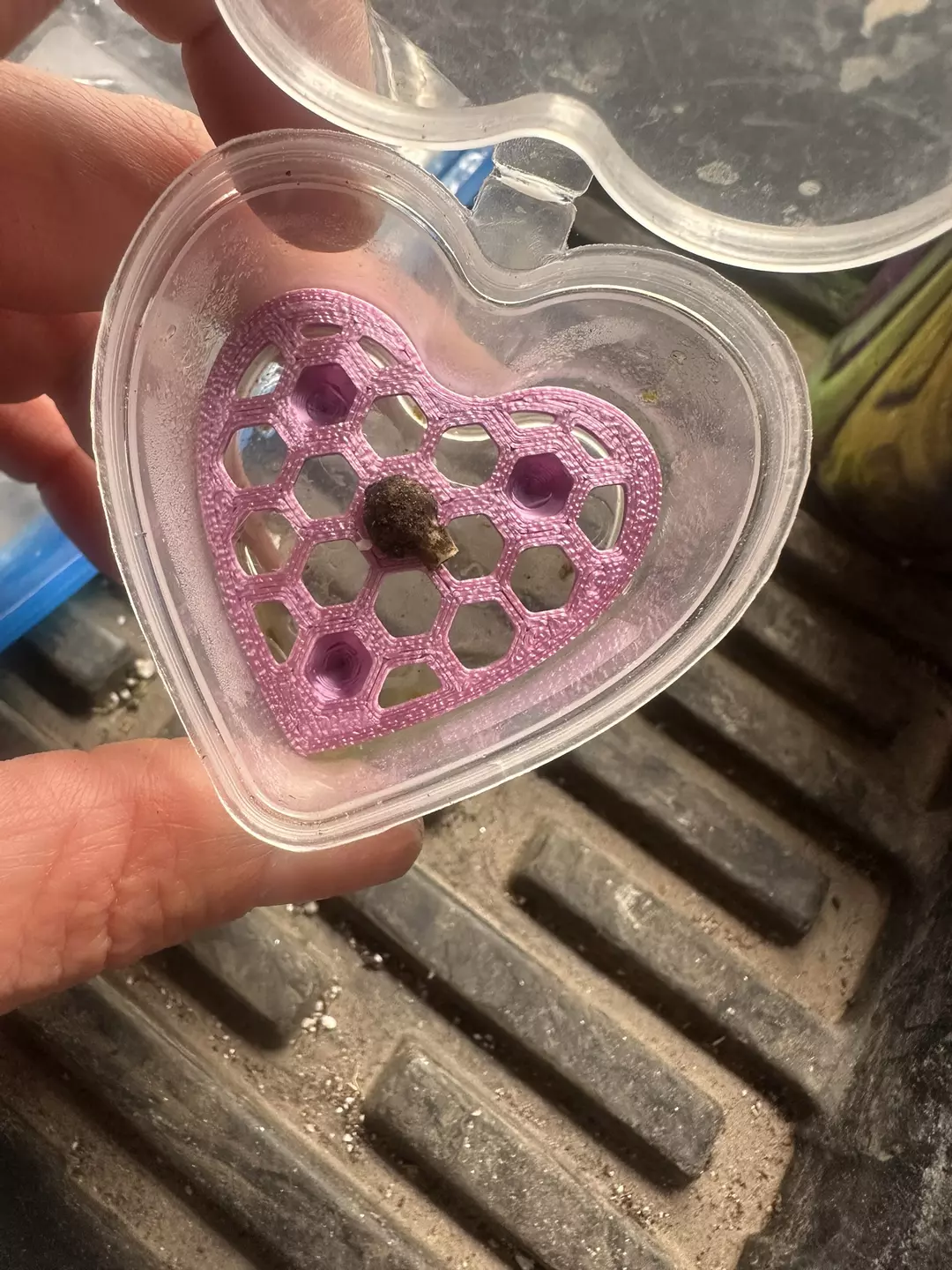 Variegated Tigrina Corm thumbnail