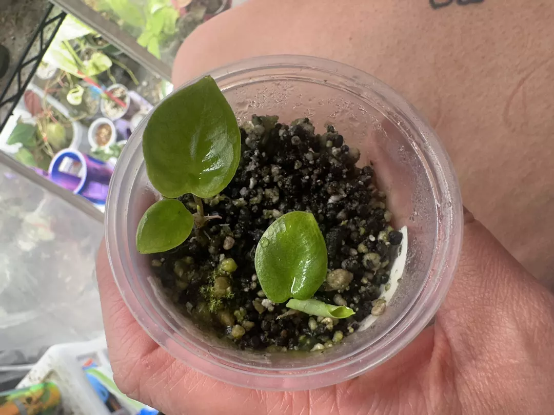 Corazon sp pups thumbnail