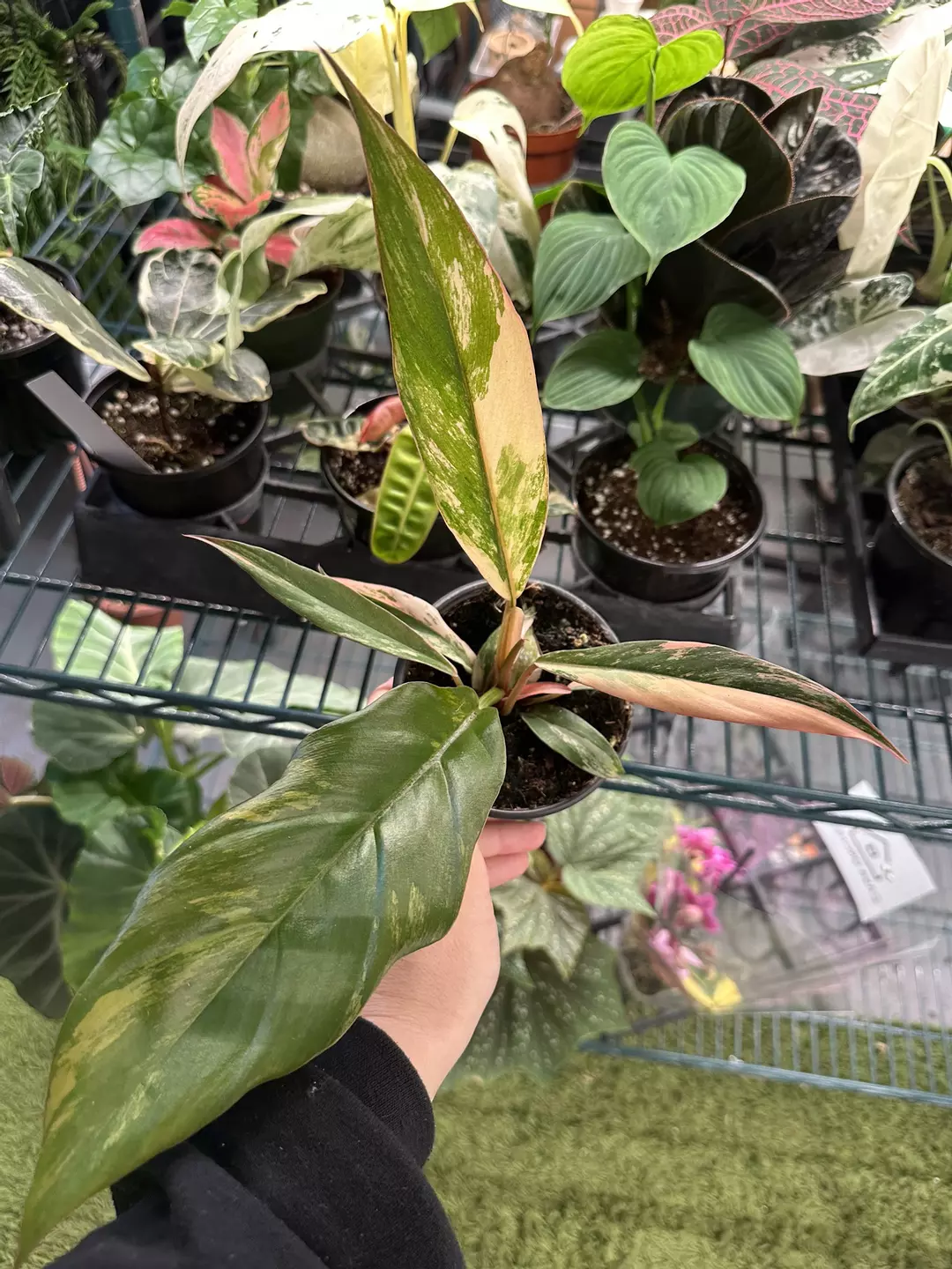 Philodendron caramel marble 4” pot exact plant  thumbnail