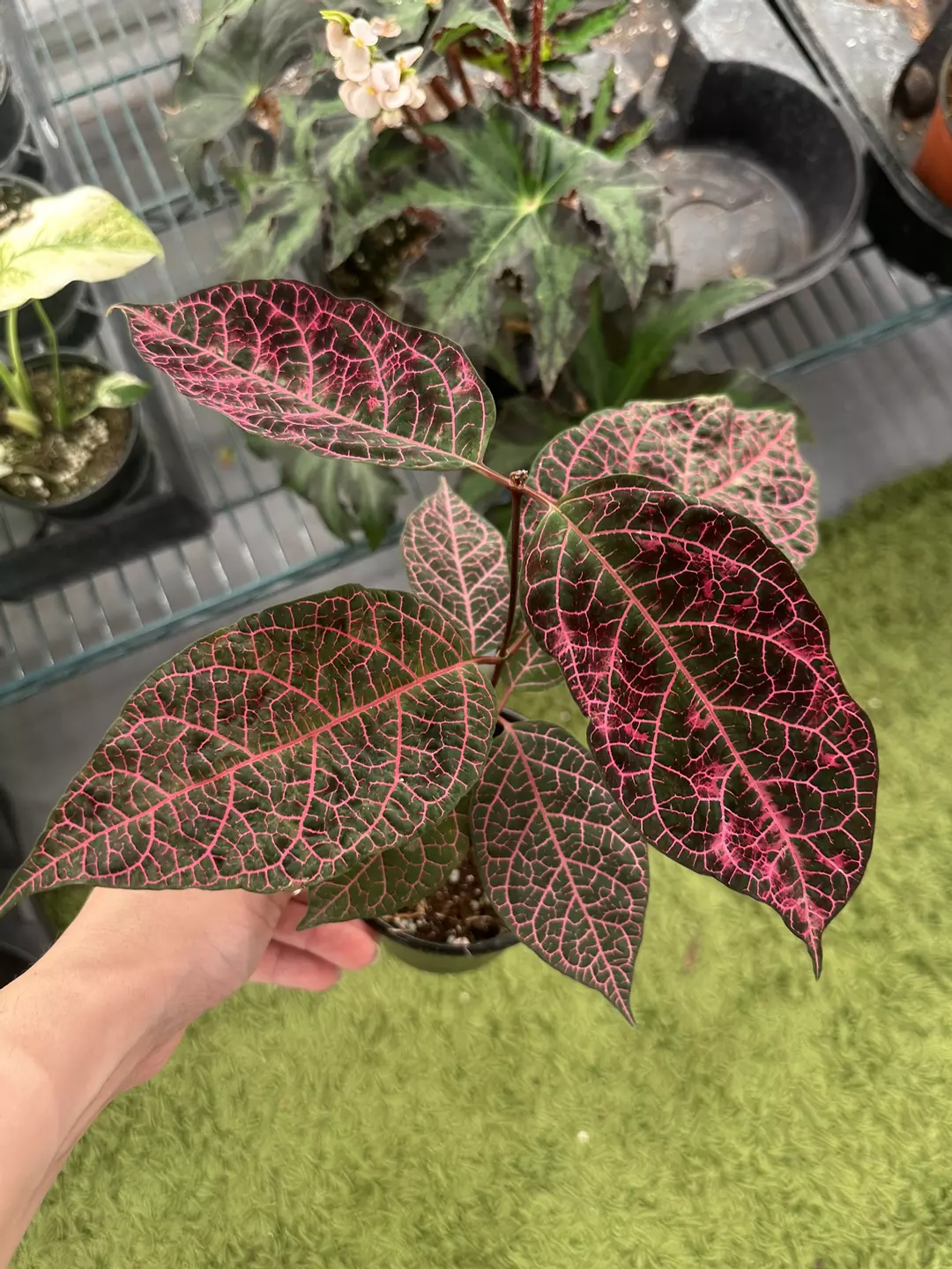 Prestonia Quinquangularis dogbane 4” pot thumbnail